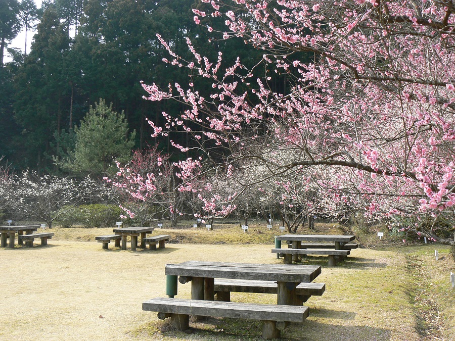 しばふのひろば